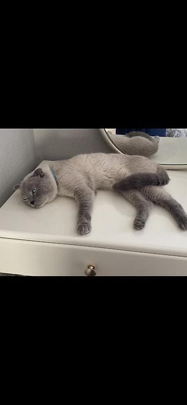 xaski it sekilleri: Şotland yastı qulaq, Erkək — 7