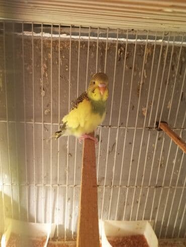 Gəmiricilər: Papuqaylar 3 denesi 12 manat pinqivindiler Unvan Bileceri — 2