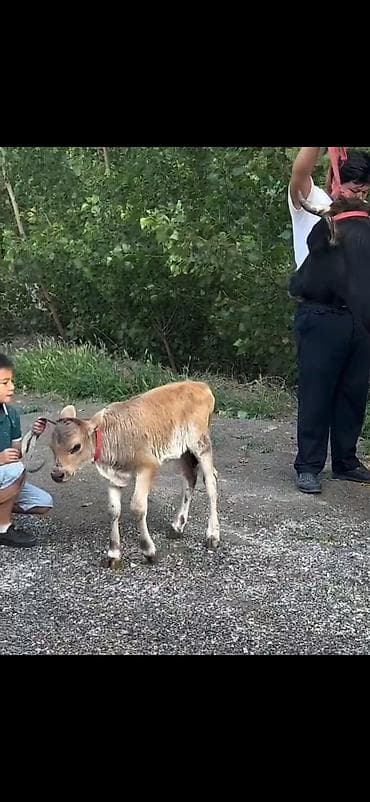 lalafo.az inəklər: Satışda: inək və balası (düyə) - Növlər: qara rəngli ana inək və onun — 3