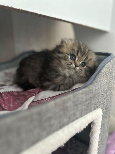 şirin pişik: Amerikan Shorthair, Erkək, Dişi, Yaxşı əllərə, Ünvandan götürmə, Pulsuz çatdırılma, Rayonlara çatdırılma — 3