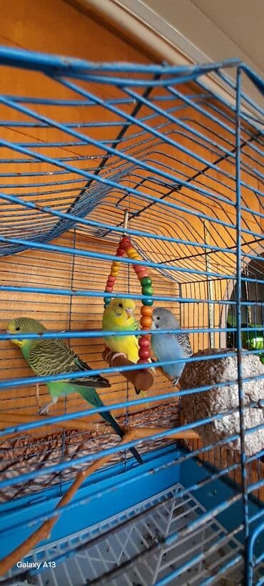 Xaltalar, qayışlar və tasmalar: 1 aylıq ərkək balalar. Молодые самцы 1 месяц — 5