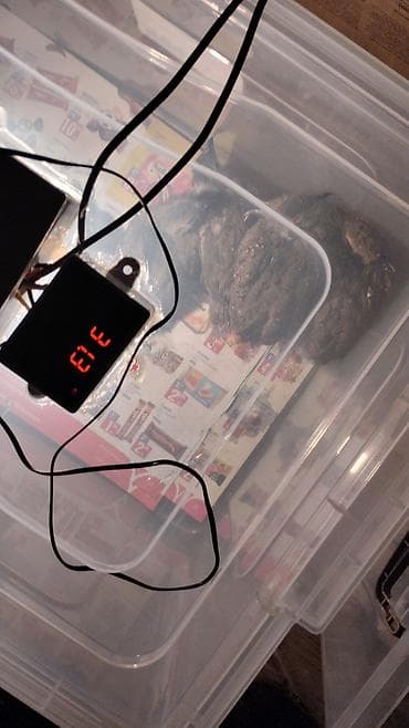 Bütün növ quşlaq üçün