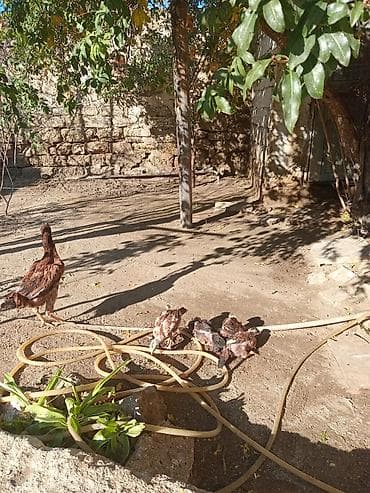 it ucun qurd dermani: Təmiz Turk cinsi Fere ve cuceler — 2