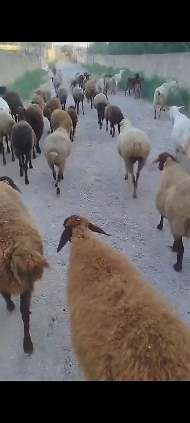 alpin teke: Salam Aleykum. 23 Baş cins damazlıq qoyunlar var. 1Qoç 22 qoyun — 2