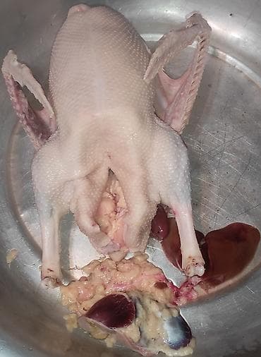 ev qus: Dişi, | Linda, Ətlik, Ünvandan götürmə — 1