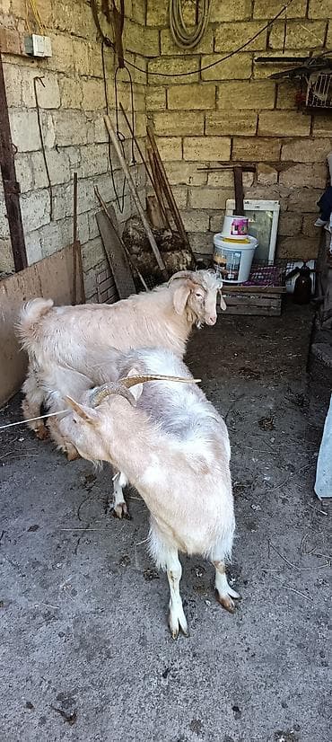 qala cinsi qoyun satilir: Erkək, Zanen, il: 2, 50 kq, Damazlıq — 3