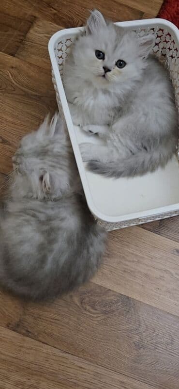 шиншилла британская: Şinşilla — 4