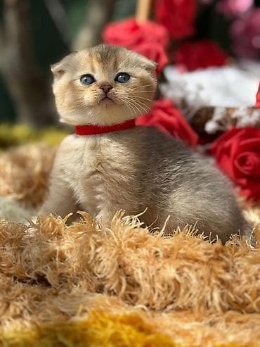 pisiylər: Şotland — 5