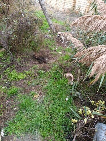 sudluk inekler: Məhsul: dik qulaq zvanok balalri Balaca köpək balaları (qarışıq cins) — 5