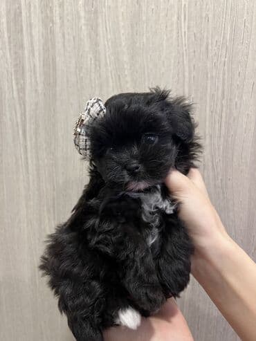 мальтийская болонка цена в баку: Pudel, 1 ay, Dişi, Peyvəndli — 1