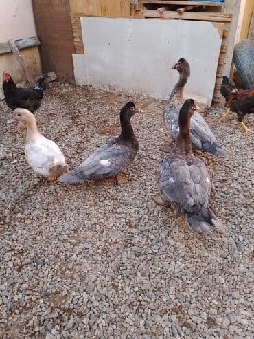 çöl ördeyi: Moskva ördəkləri (indoutka) – müxtəlif rənglərdə sürü - Şəkillərdə 4 — 3