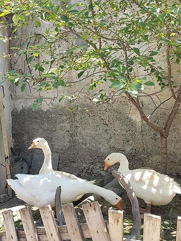 Iki erkek, bir dişi. Hal-hazırda yumurtlayirlar