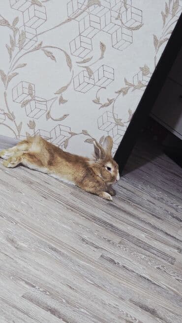 Ev dovşanı – tüklü, uzunqulaqlı, ev şəraitinə uyğun - Növ: ev dovşanı