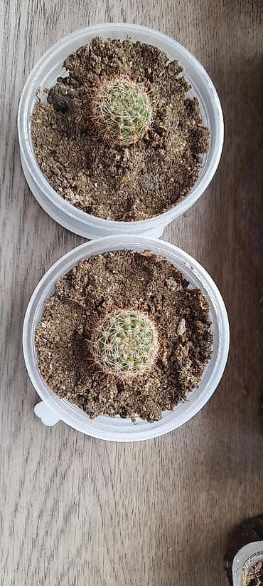 dollar gul: İki ədəd kiçik dekorativ kaktus dəsti. - Bitki növü: qablı mini — 4