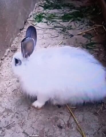 şirin dovşan şəkilləri: Salam.erkek dovsan 7ayliqdir — 3