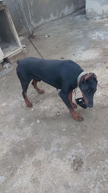 doberman balasi satilir: Doberman, Erkek — 2