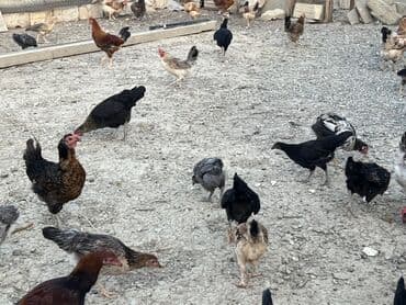 cücə və xoruz: Toyuq, Australorp, Brama, Damazlıq, Ünvandan götürmə — 41