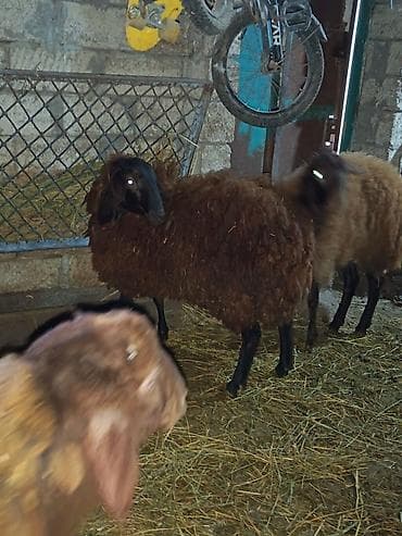 Qala cinsi 1 ilik qocdu 6 ayından sürür heyvan Əsil damazlıq heyvandı — 5