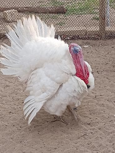 turbo az heyvanlar: Erkək, Damazlıq, Ödənişli çatdırılma — 6