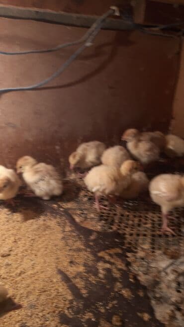 çüçələr: Qırmızı kanada hinduşka cücesi və yumurta satılır 1 metirden hündürdü — 3