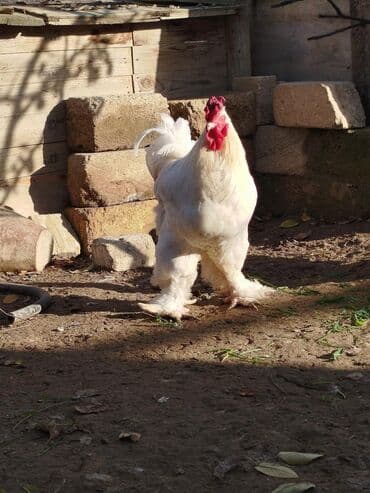 сколько стоит собака бу: Salam təmiz ag brama xoruzu satilir — 3