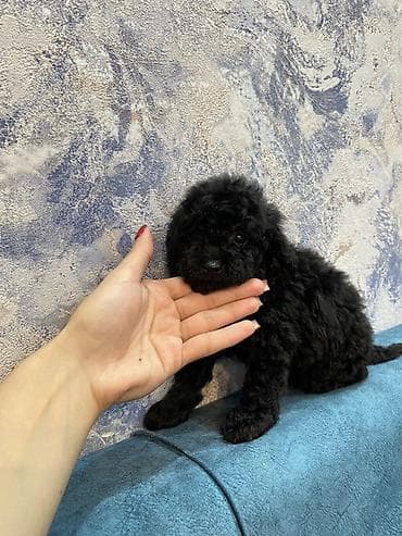 pudel balaları: Pudel — 5