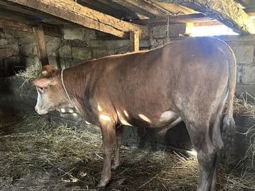 heyvan bazari inekler: Самка, лет: 1, 100120 кг, Для разведения — 14