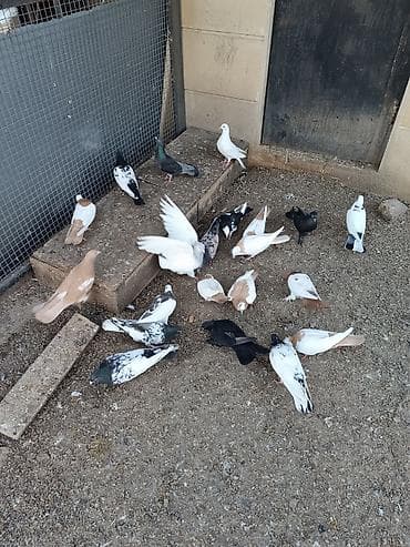 Heyvanlar üçün mallar: Yerli və iran cinsləri. Quşlar fərqli qiymətlərə satılır. Kütdə — 5