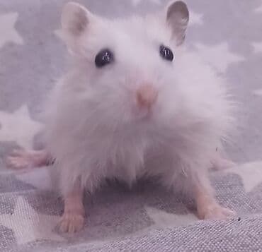 balaca şirin itlər: Ağ tüklü, balaca ev heyvanı – cins hamster - Rəng: tam ağ (qara — 3