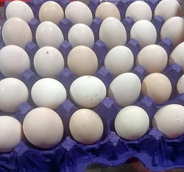 Yumurta: Salam.Mayali toyuq yumurtalarıdır. Cins toyuqların və kənd — 3