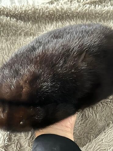 детские шерстяные шапки: Tünd qəhvəyi rəngli təbii xəz papaq - Material: yumşaq, qısa tüklü — 2