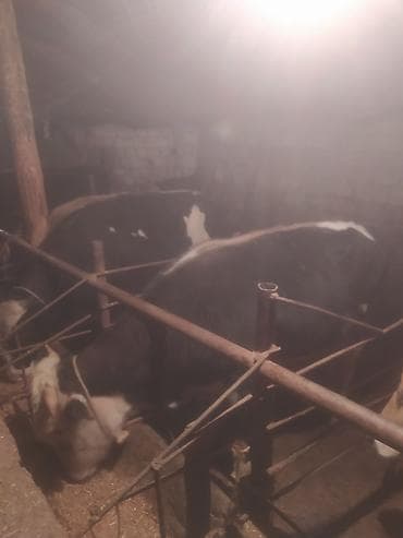 simental inek qiymeti: Inəklər, öküzlər — 6