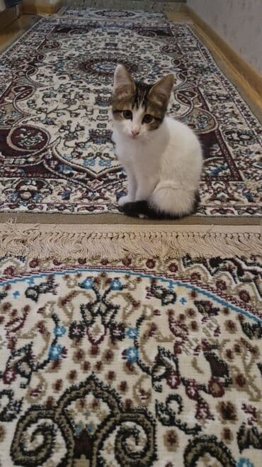 İtlər: Dişi, Yaxşı əllərə, Ünvandan götürmə — 3