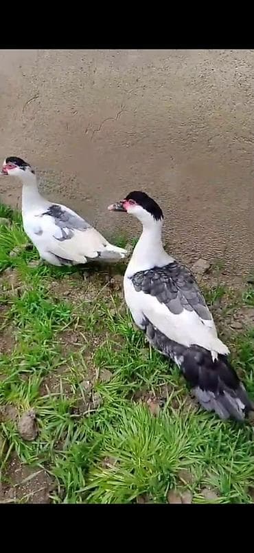 Yemlər: SATILIR CÜT XORUZ FƏRƏ QİYMƏT CÜTÜNƏ AYİDİR — 1