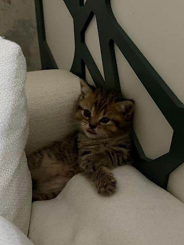 pişik sumkasi: Britan, Erkək — 7