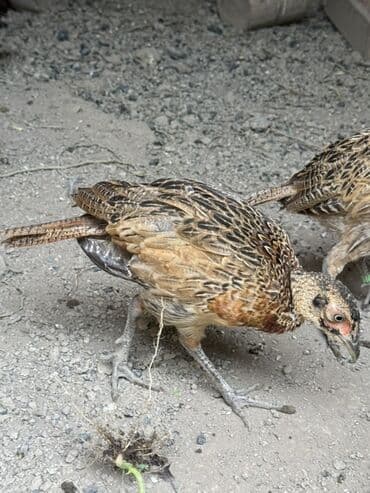 доска объявлений птицы: Qirqovullar satilir beceler ve illikler — 6