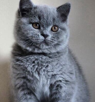 pişik latoku: Şotland yastı qulaq, Erkək, Dişi, Ödənişli çatdırılma, Ünvandan götürmə — 11