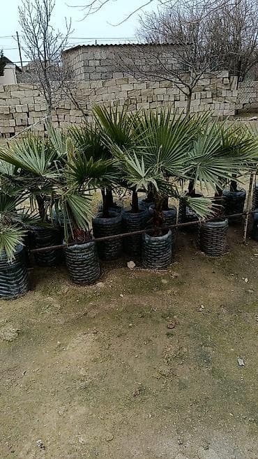 sadnice avokada cena: PALMA❗️ - Növ: Yarpaq tacı yelpik formalı, dekorativ Liviston/Fan — 2