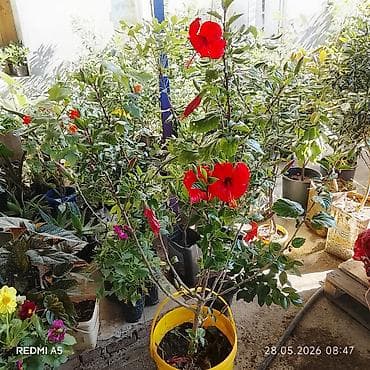 dəmir qab: 📲 0505904146 🌳🌴Hərnöv Ev Həyət Gil Ağaclarinin Bütün Bölgələrə — 1