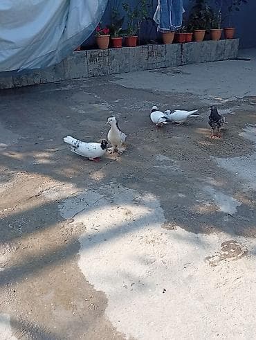 dəniz donuzu qiyməti: Tam sağlam quşlardi 2 cüt 2 bala 1 əbrəşdi altında 4 yumurtaları da — 6