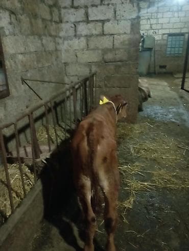 sud veren inek satilir: 2aylıq erkək.anası simentaldı.ayşir mayadan düşüb — 2