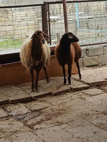 Qoyunlar, qoçlar: Temiz qızıllaglı 5 ay23 gunlukdu isdiyen olsa anası ile bır yerdede — 7