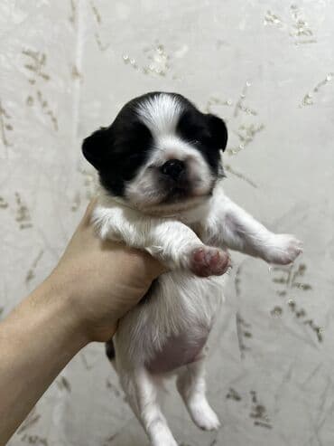 Pekines, Dişi, Ünvandan götürmə