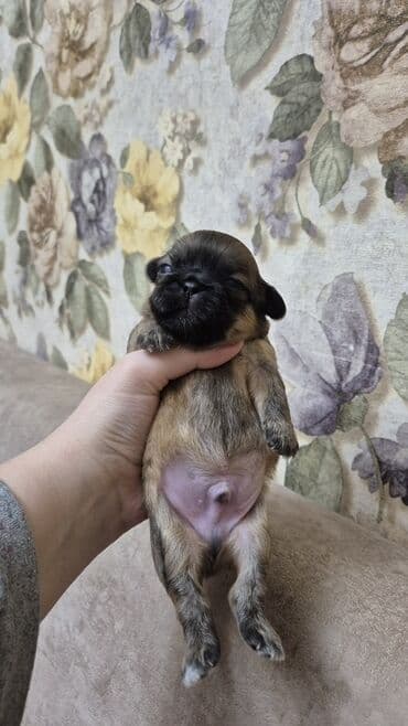 balaca itlərin qiyməti: İt balası – kiçik ölçülü, qısaburun tipli (Pekines/Şih-cu xatırladan) — 6