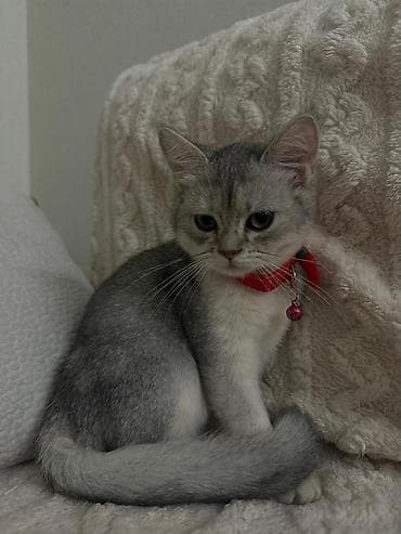 Akvariumlar: Şinşilla, Dişi, Yaxşı əllərə, Ünvandan götürmə — 1