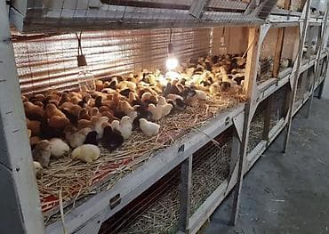 hinduşqa balası: Toyuq cücələri, Damazlıq — 3