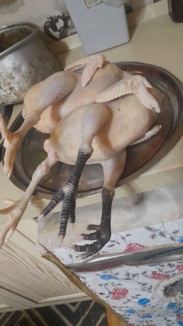 Təzə kəsilmiş ev toyuğu – təmizlənmiş və bişirməyə hazır halda