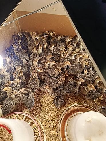 at sekilleri: Məhsul: Hinduşka balaları (papaqcıq) Təsvir: - Fotoqdaki partiya — 1