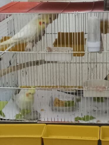 Nimfa (Cockatiel) tutquşları – müxtəlif rənglərdə - Perçlər