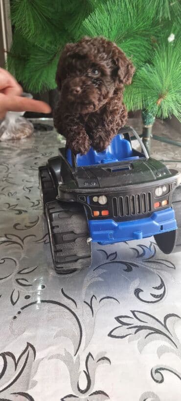 it balası satışı: Pudel, 1 ay, Erkek — 4